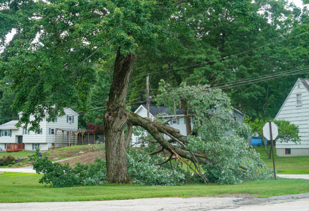 Best Firewood Processing and Delivery  in Ventnor City, NJ
