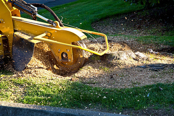 How Our Tree Care Process Works  in  Ventnor City, NJ