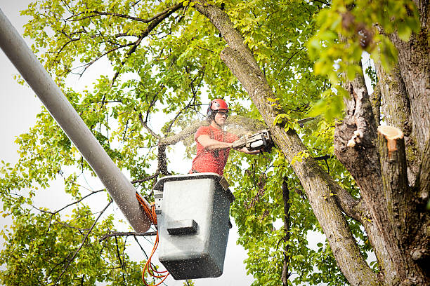 Ventnor City, NJ Tree Removal Company