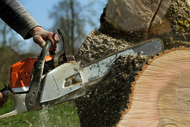Best Tree Maintenance Programs  in Ventnor City, NJ